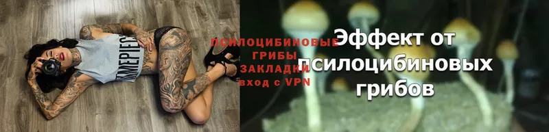 Галлюциногенные грибы Magic Shrooms  Алексин 